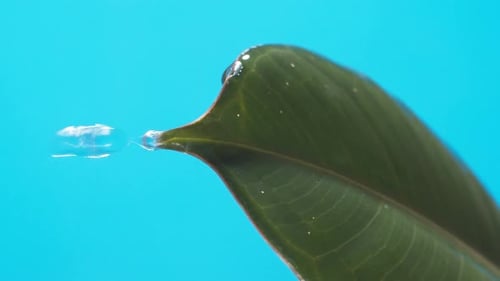Vertical of Drops of water drip from the green leaves down on the blue background. Slow motion