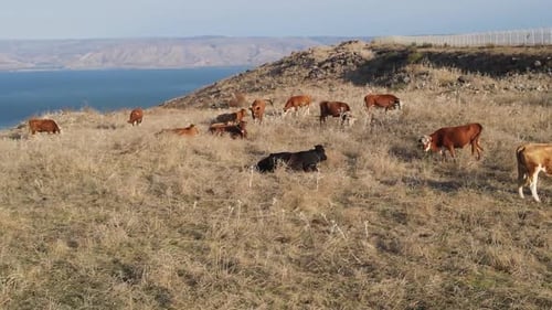 Aerial Panning Shot Of Domestic Cattle Grazing On Mount Arbel, Drone Flying Over Mountain