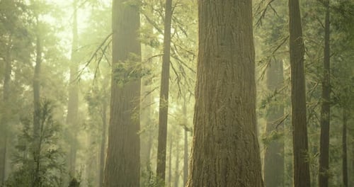 Tall Trees Surround a Misty Forest During Early Morning Light