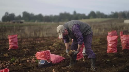 Fresh Organic Potatoes During Harvest in the Field