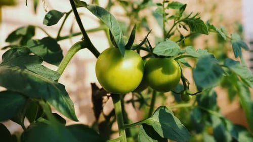 Close-up of a Tomato Plant with Green Tomatoes and Flowers