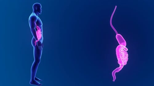 3D Human Body Rotating to Reveal Digestive System Animation