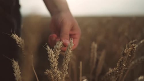 Human Touching Wheat Ears in Field Closeup View Picturesque Rural Scenery Farmer Viewing