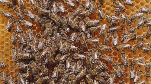 Close up view of bees working hard. Beehive organic honey making.