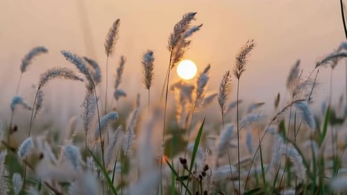Goldener Sonnenuntergang hinter gefiedertem Wildgras auf der Wiese