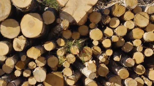 Bûches de bois fraîchement sciées avec coupes nettes provenant d'une exploitation forestière en forêt