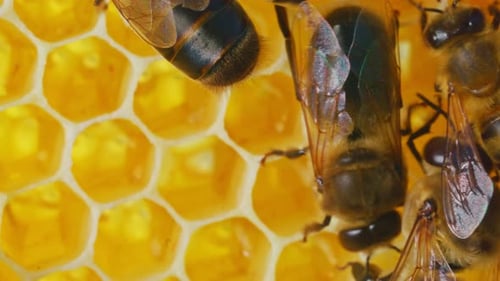 Extreme Nahaufnahme einer Bienenkolonie, die Honig in Waben produziert, wunderschöne kleine Insektenkreaturen