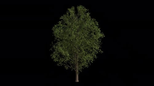 Sycamore Maple Tree blowing in the wind. Wind blows Maple Tree. Alpha Channel. Loop Animation