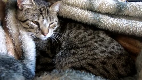 Cute tabby cat having a nap under a blanket on the couch at home.