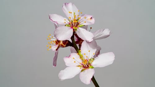 Flor de almendro en flor en Time Lapse sobre un fondo gris. Vídeo macro en timelapse de la flor de un árbol en primavera