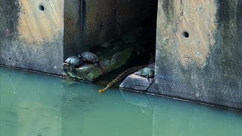 Retikulierte Python schwimmt in einem Betonkanal, auf dessen Rand rotohrende Rutschen thronen. Weitwinkelaufnahme