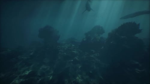 Blue Whales In The Hauntingly Beautiful Deep Sea Coral Formations
