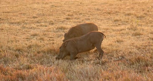 Warthogs Kneel To Graze Grass In The Savannah In Maasai Mara National Reserve, Kenya, Africa. - wide