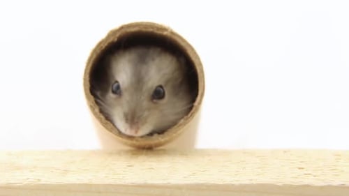 Ray and White Hamsters and Come Out of the Cardboard Tunnel Muzzles Pets