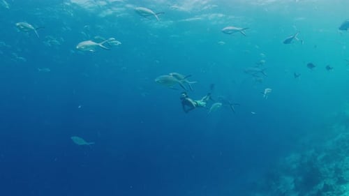 Man swims and dives in the sea. Freediver swims underwater in Maldives