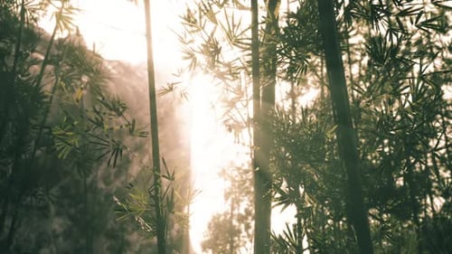 Sunlight Filtering Through Bamboo Trees in a Serene Forest During Golden Hour