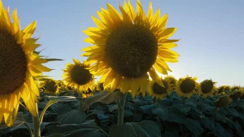 Sunflower Field in Summer Morning Sunshine