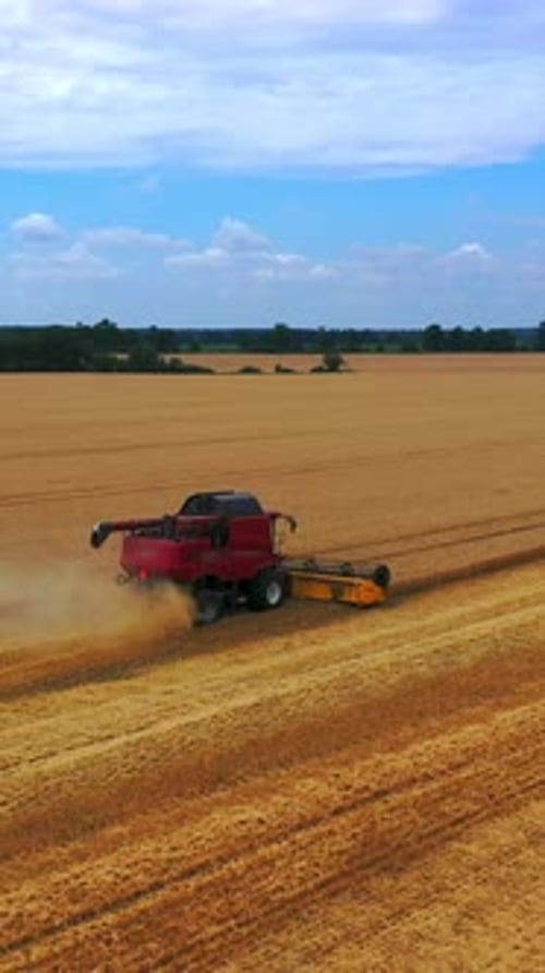 Process of gathering a ripe crop from the field. Red combine harvester in action on wheat field