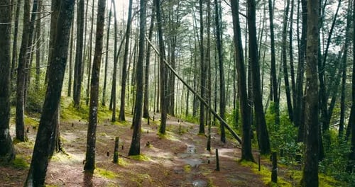 Stabilized shot in a forest of fine trees and green vegetation. Cinematic shot.