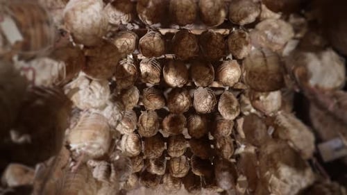 Close Up of Cured Meat Hanging Indoors