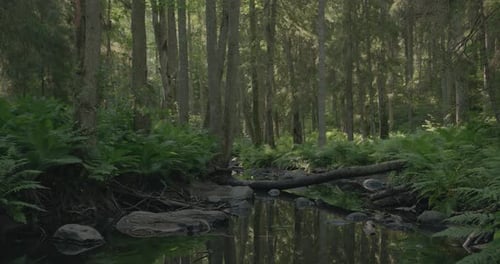 River gently flowing through a lush magical green forest floor and wild ferns swaying in the gentle