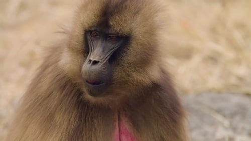 Furry Gelada Monkey In The Simien Mountains National Park, Ethiopia. Close-up Shot