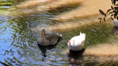 2 Enten in einem Teich in einem Streichelzoo in Constantia, Kapstadt.