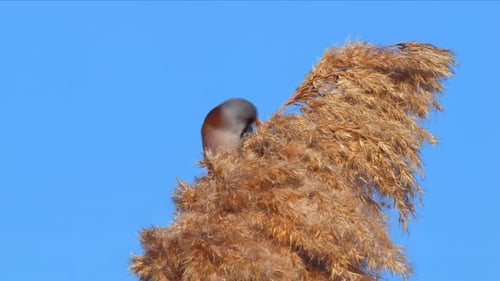 Bärtiges Reedling