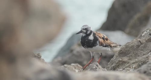 Rojiza piedra giratoria encaramada entre las rocas costeras mientras las olas del océano se estrellan en la distancia