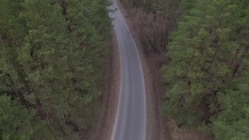 Black Car Is Moving Through The Forest