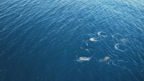 Cinematic aerial view of humpback whale