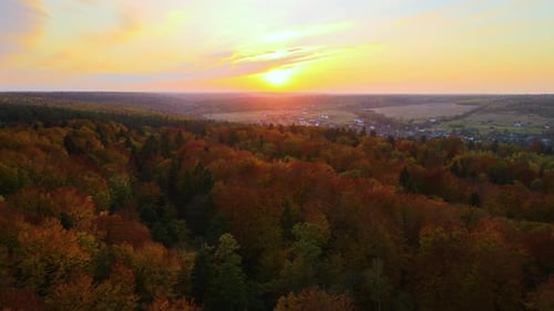 Aerial View of Lush Forest with Colorful Canopies in Autumn Woods on Sunny Evening Landscape of