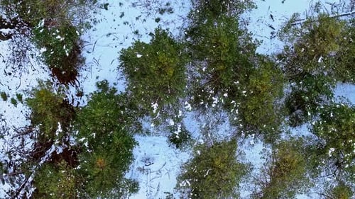 Aerial View of Snow-Covered Forest in Winter
