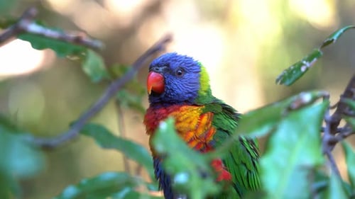 Gros plan d'un loriquet arc-en-ciel, Trichoglossus moluccanus, perché sur l'arbre dans son ha naturel