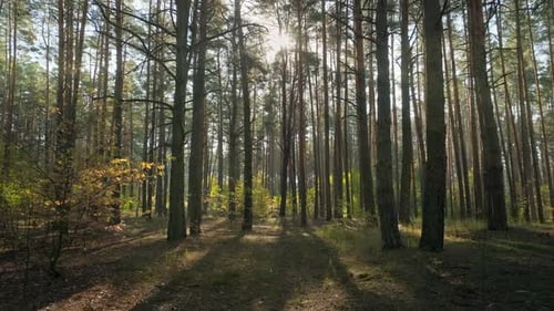 Forest Morning Light Summer Trees Autumn Wood Magic Beautiful