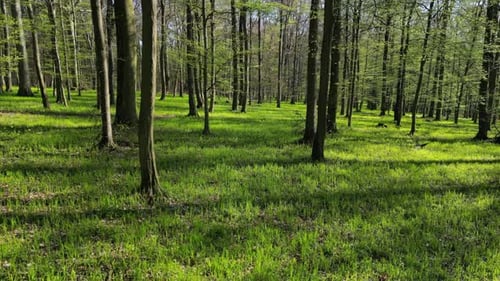 Moving in Spring Forest with Sunshine