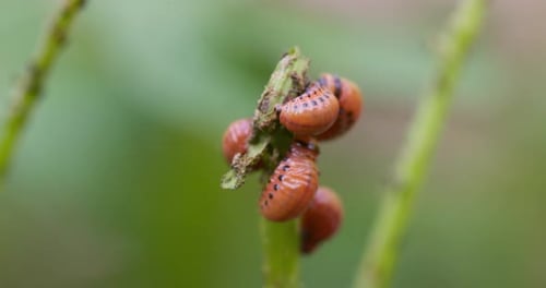 Larves de doryphore de la pomme de terre sur une tige de plante