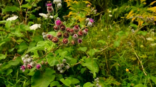 Milk Thistle Growing in a Field Selective Focus