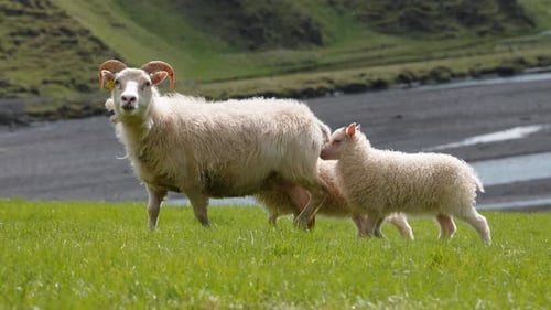 Two Young Baby White Lamb Icelandic Sheep and a Mother Standing on Green Grass