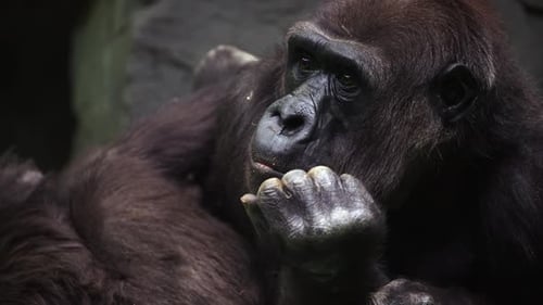 Thoughtful Gorilla Resting its Head on Hand
