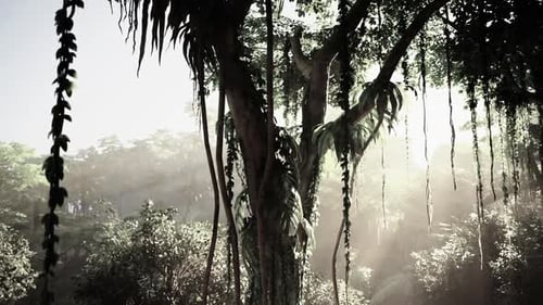 Sun Shines Through Trees in Forest