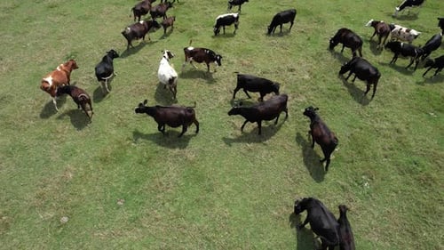 Cattle Herd Grazing in a Sunny Rural Field