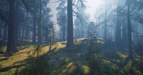 Sunlight Filtering Through Tall Trees in a Misty Forest at Dawn