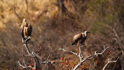 White backed Vulture in Kruger National park, South Africa