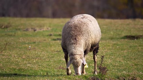 Sheep Grazing Peacefully in a Rural Field