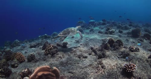 Underwater Scenery with Sea Turtle and Corals in Blue Ocean