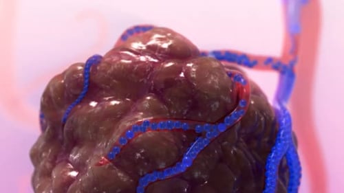 Microscopic Blood Flow Visualization in Veins and Arteries