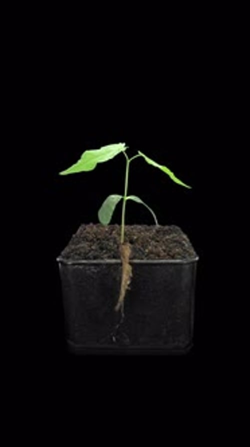 Time lapse of growing Maple plant from a seed, vertical orientation