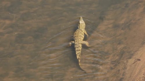 Nile Crocodile Swimming, Kruger National Park