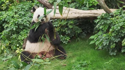 Panda Sitting and Eating Bamboo in Lush Greenery